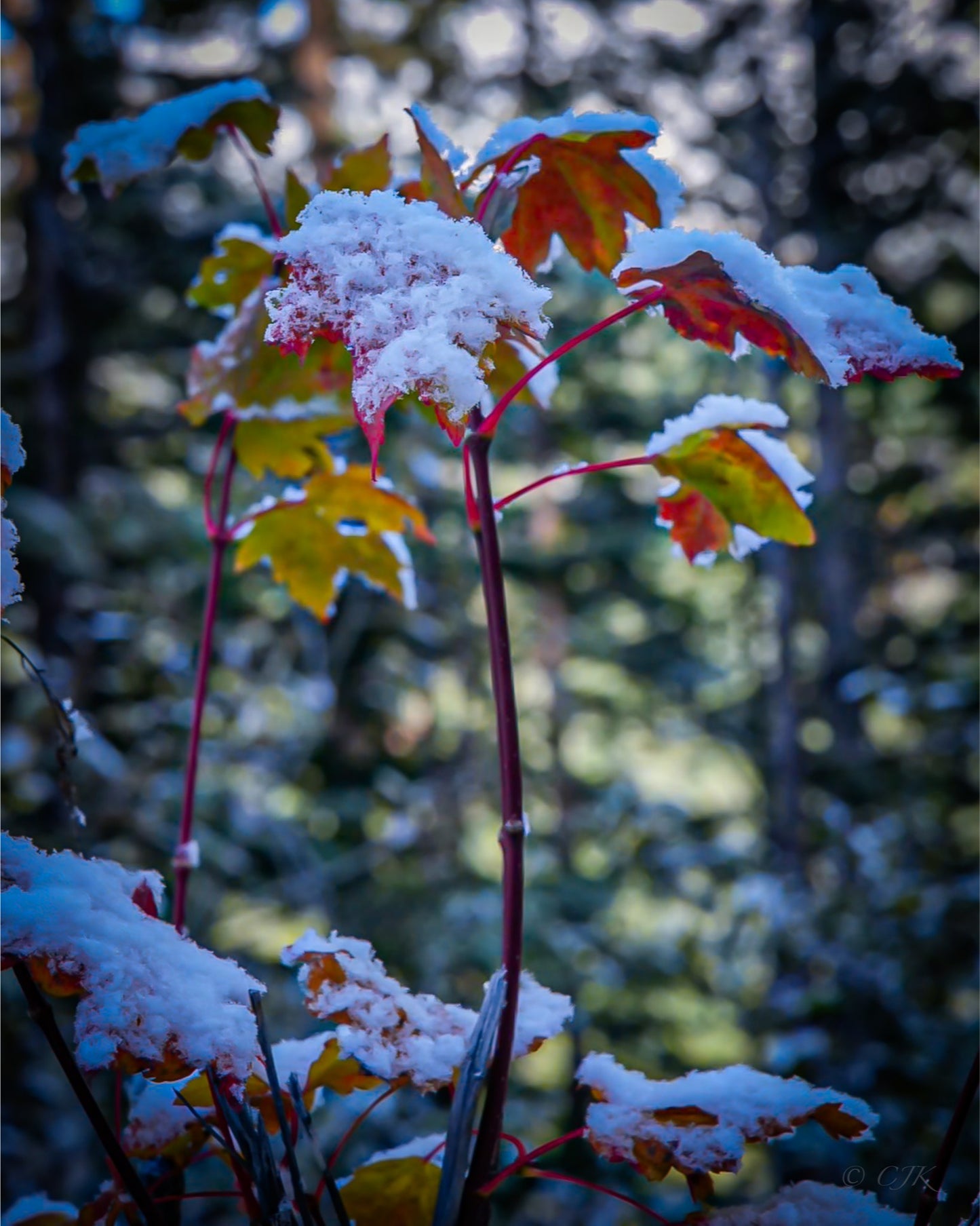 Red, Yellow, and White